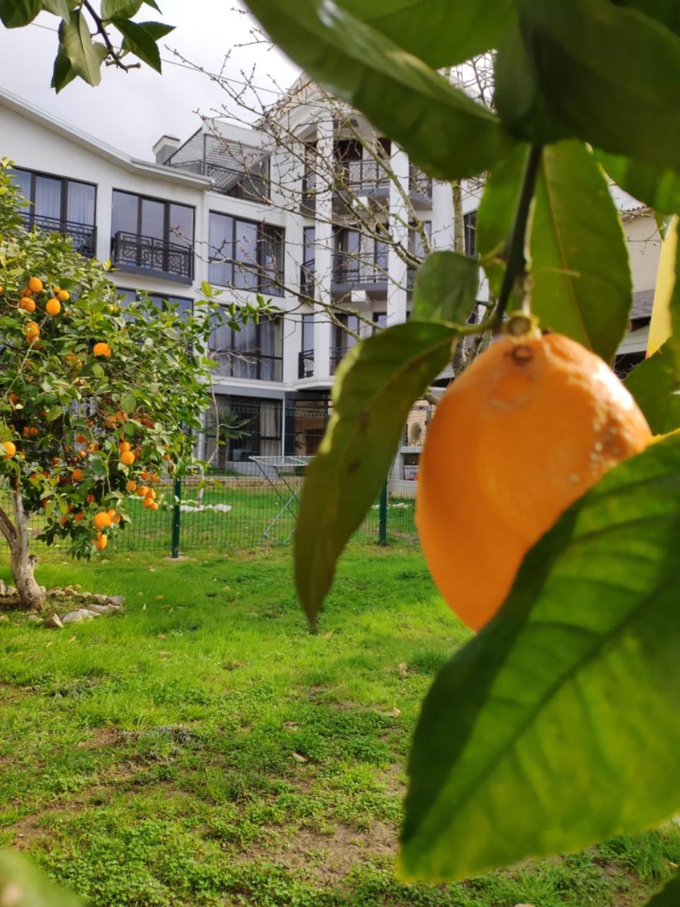 Gega Hotel Gagra Extérieur photo